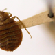 Illustration for article titled The Forgotten Era: When Bed Bugs Were Tested for Combat in Vietnam
